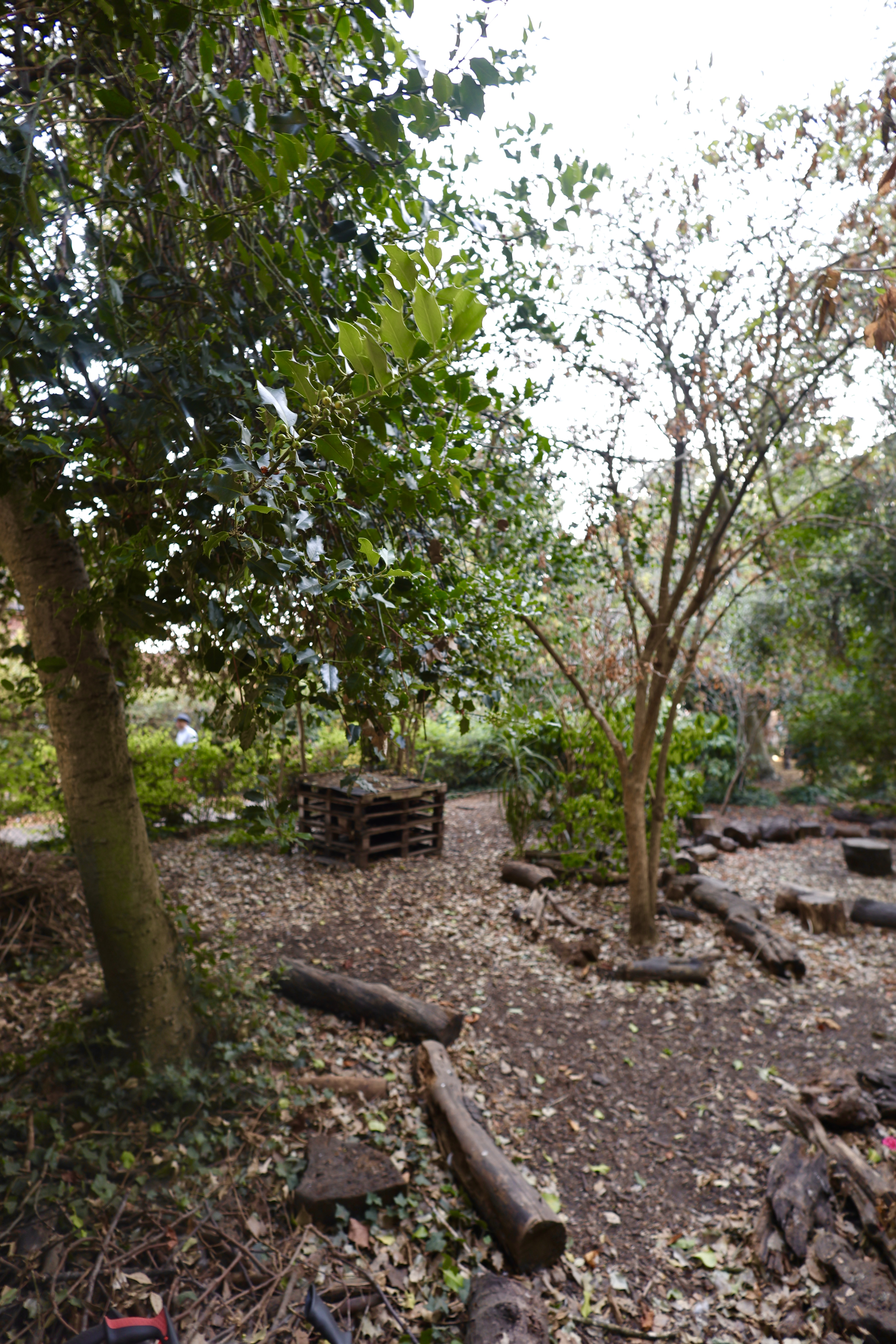 A leafy view through the forest school setting
