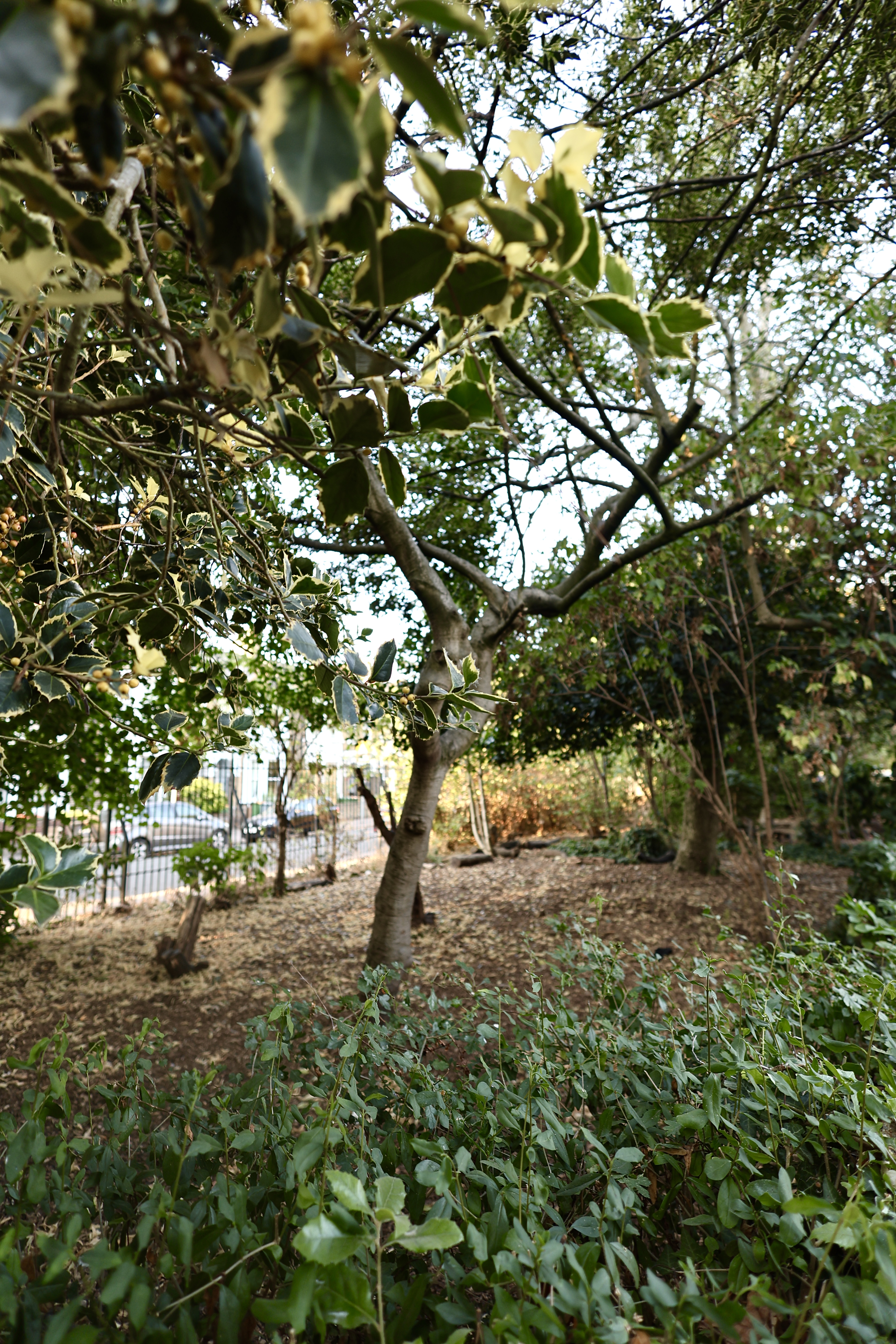 Trees, holly leaves and ground cover in the forest school setting