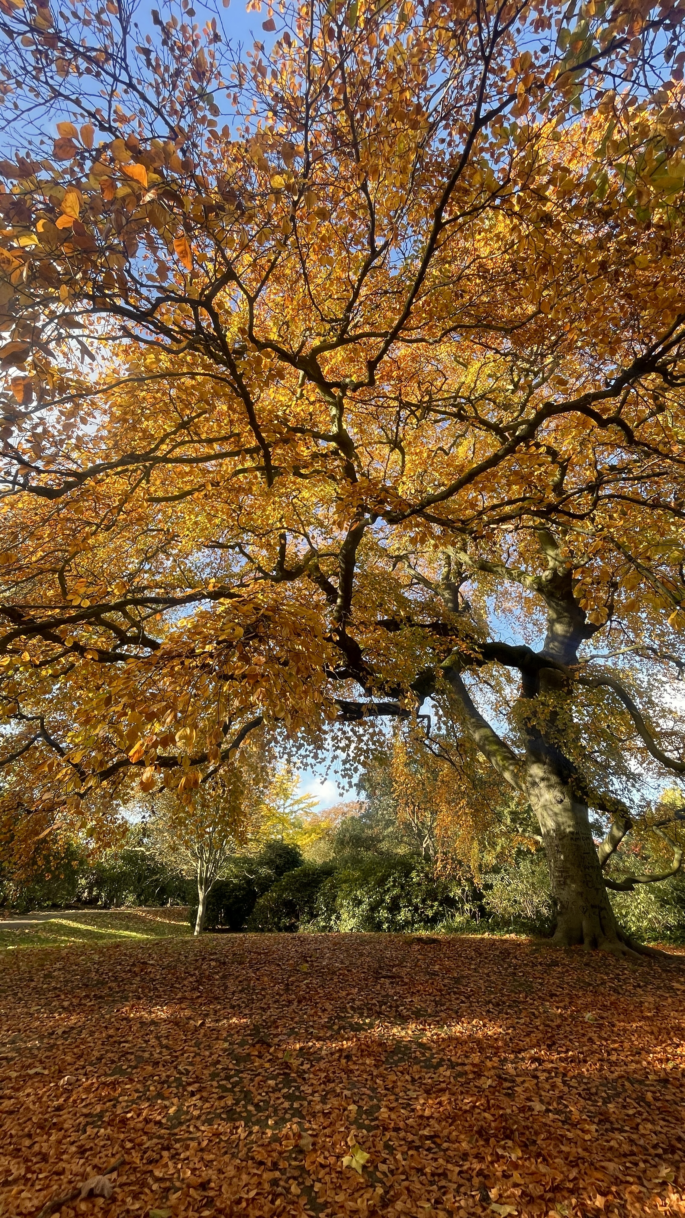 A glowing autumn tree canopy in West Ham Park