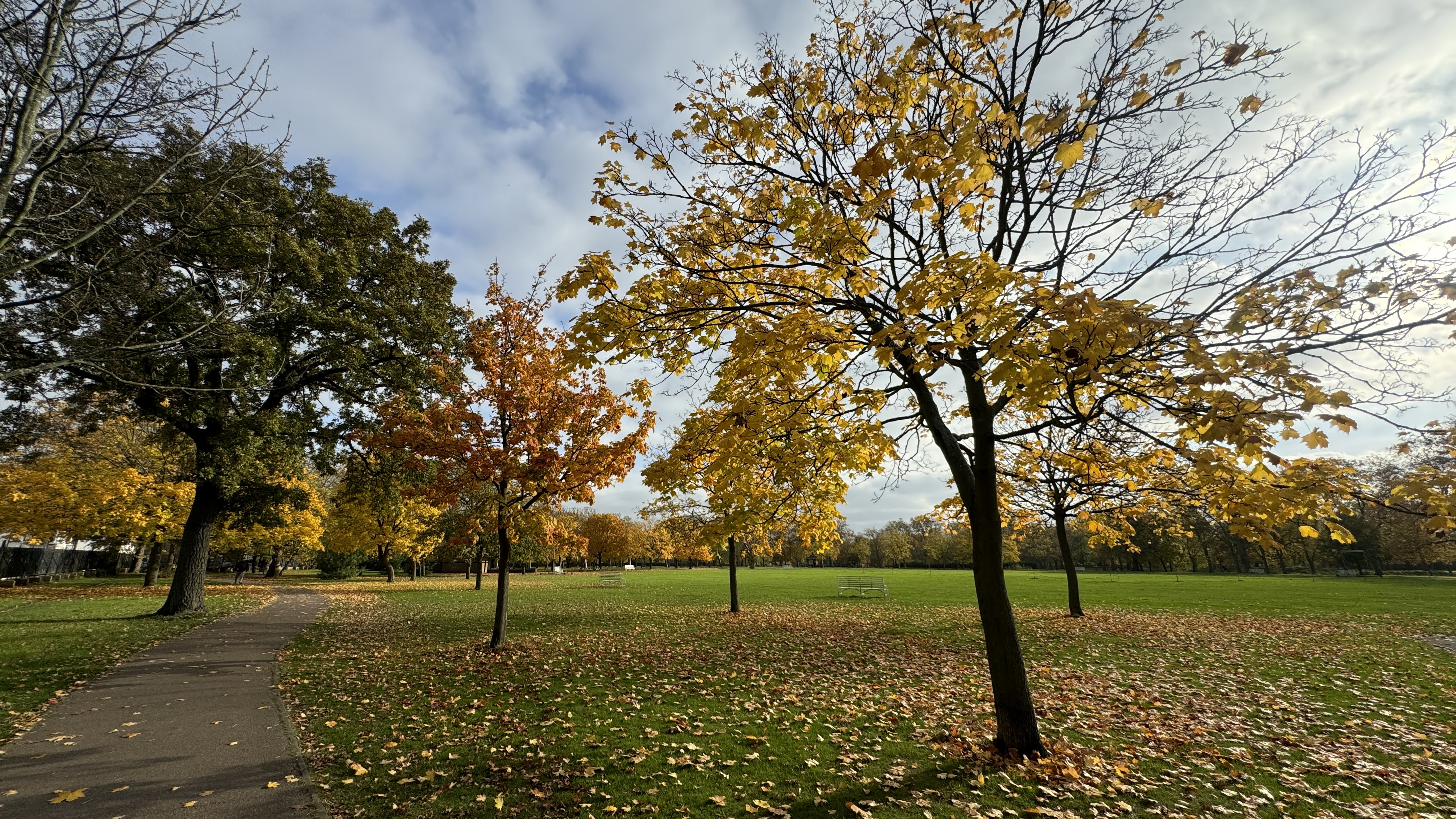 Golden autumn trees beside a path in West Ham Park