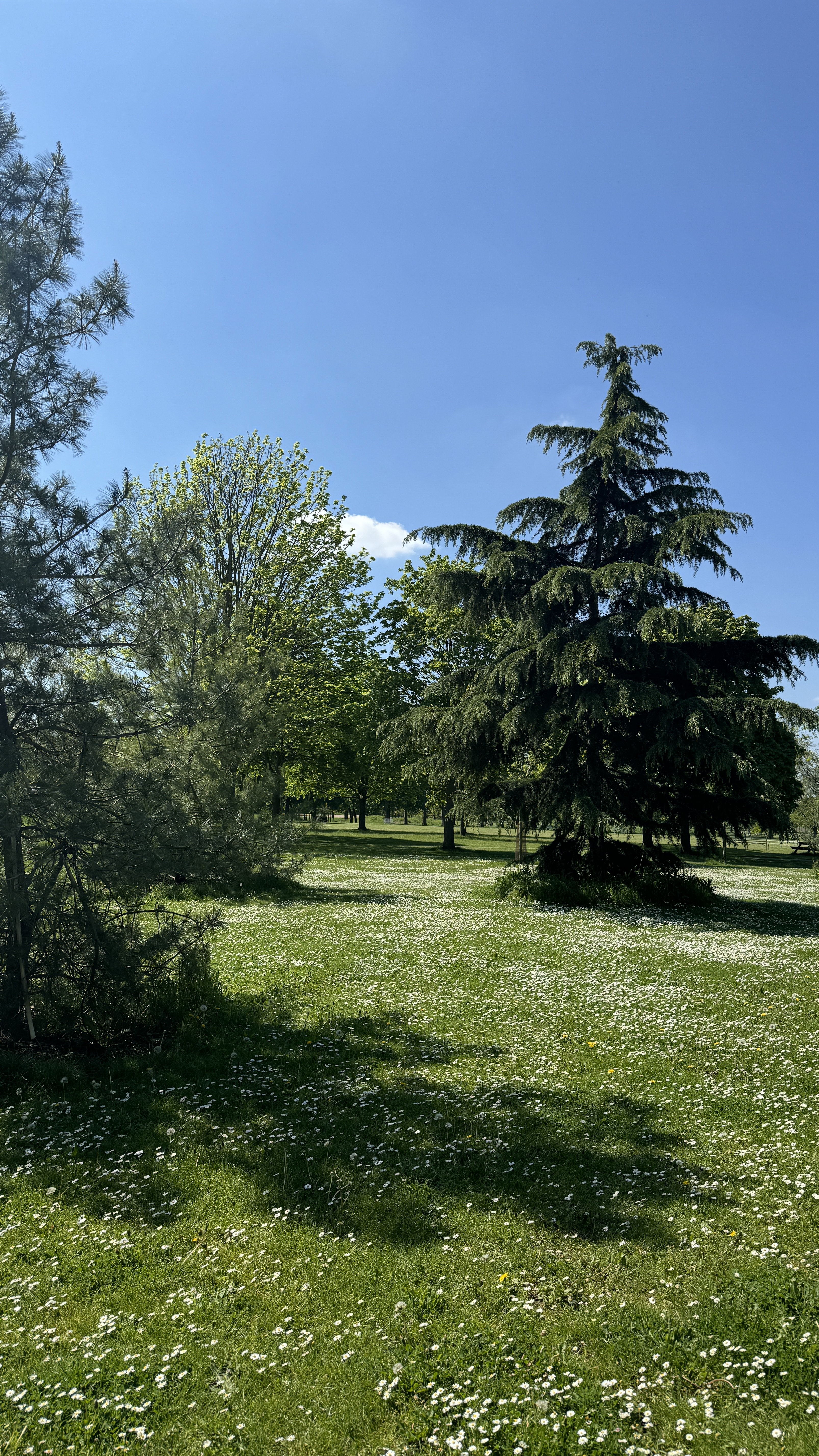 A daisy-covered lawn and tall trees in West Ham Park