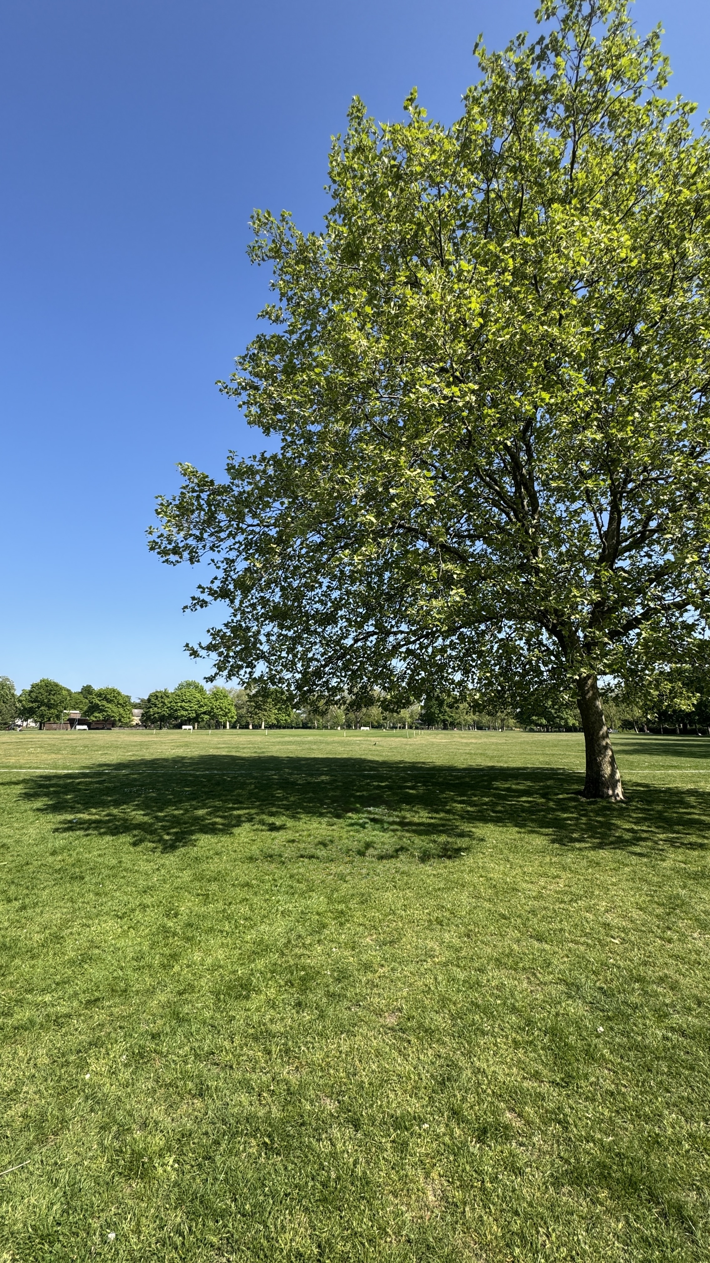 A large tree beside an open grassy field in West Ham Park