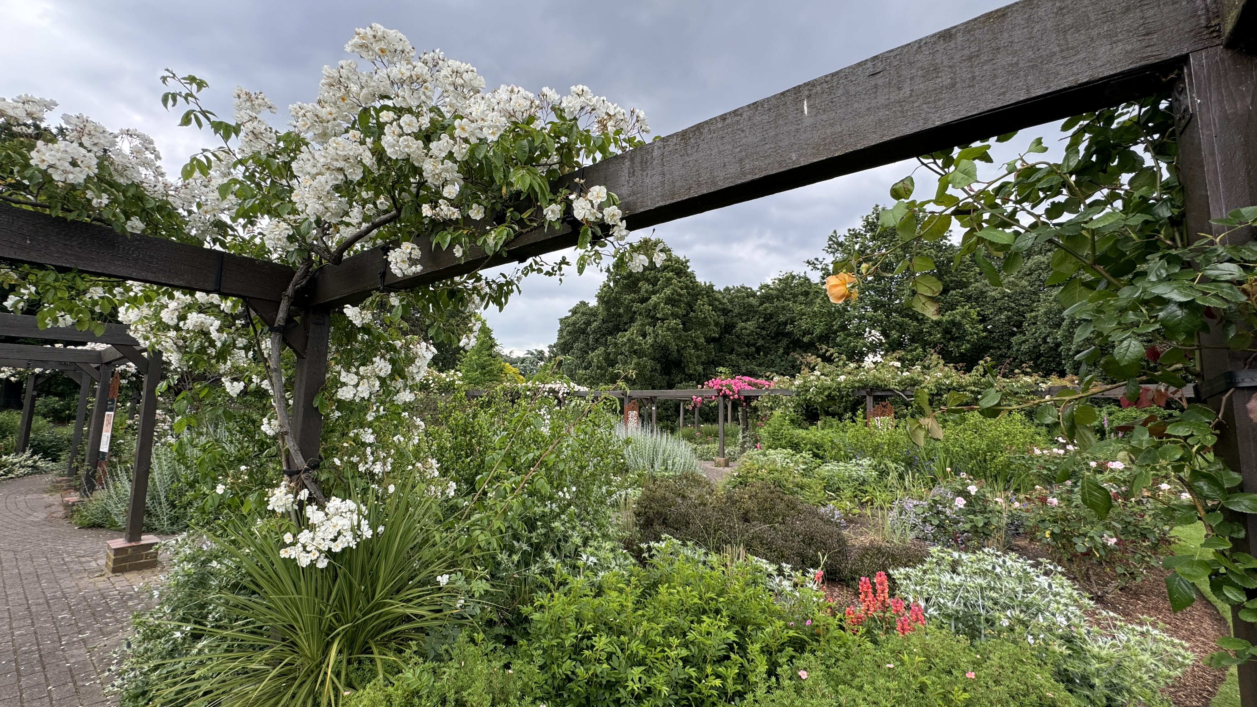 White roses and lush planting in the West Ham Park rose garden