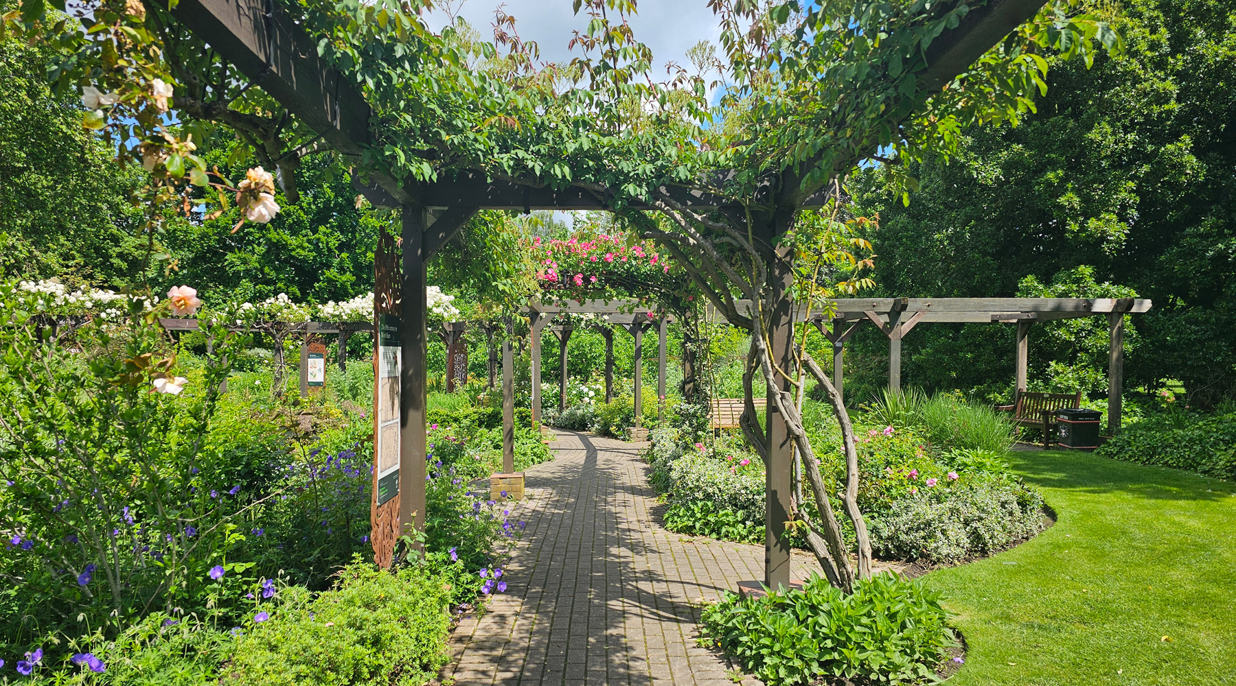 A rose-covered pergola walkway in West Ham Park