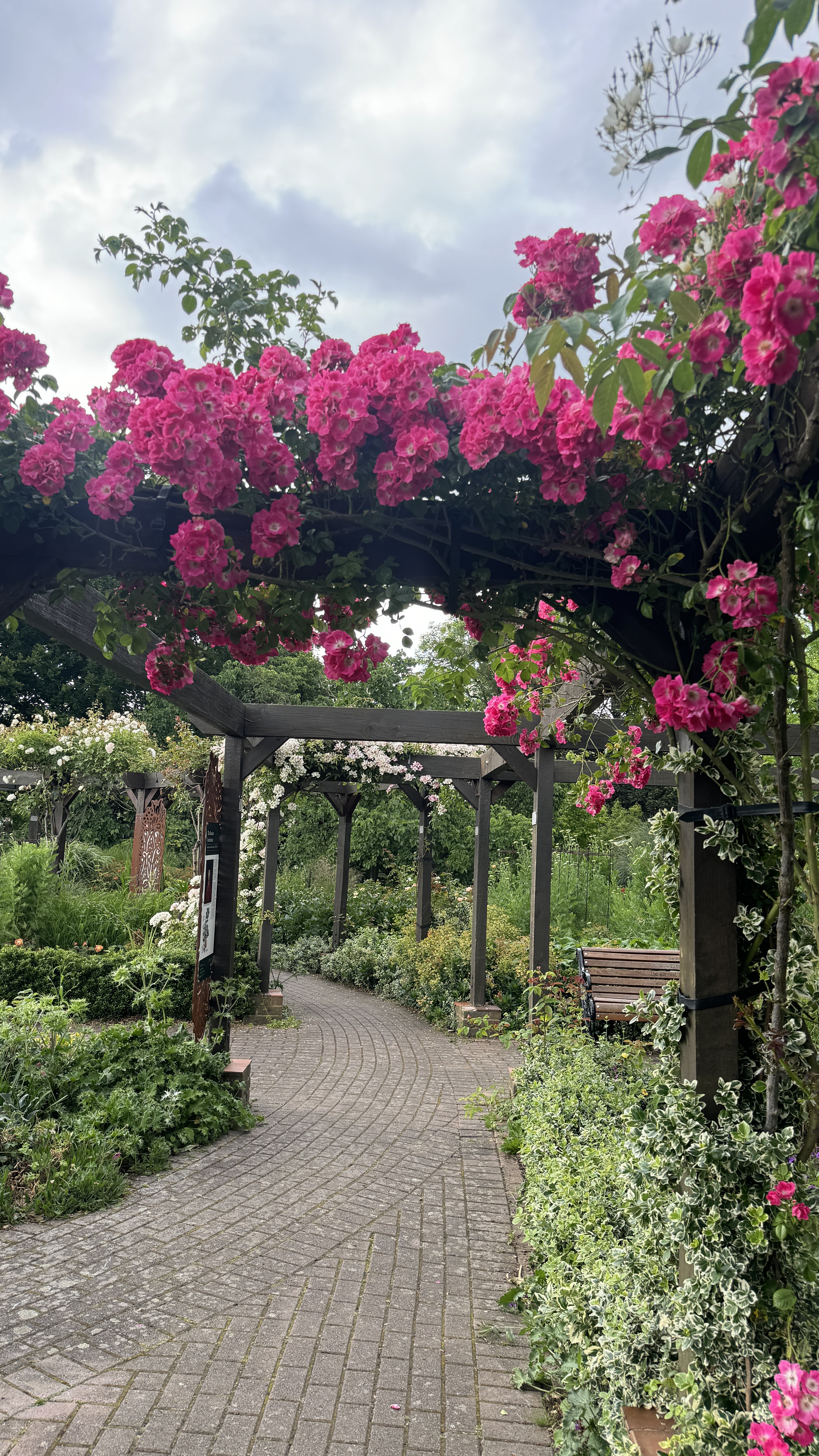 Pink roses over a garden walkway in West Ham Park
