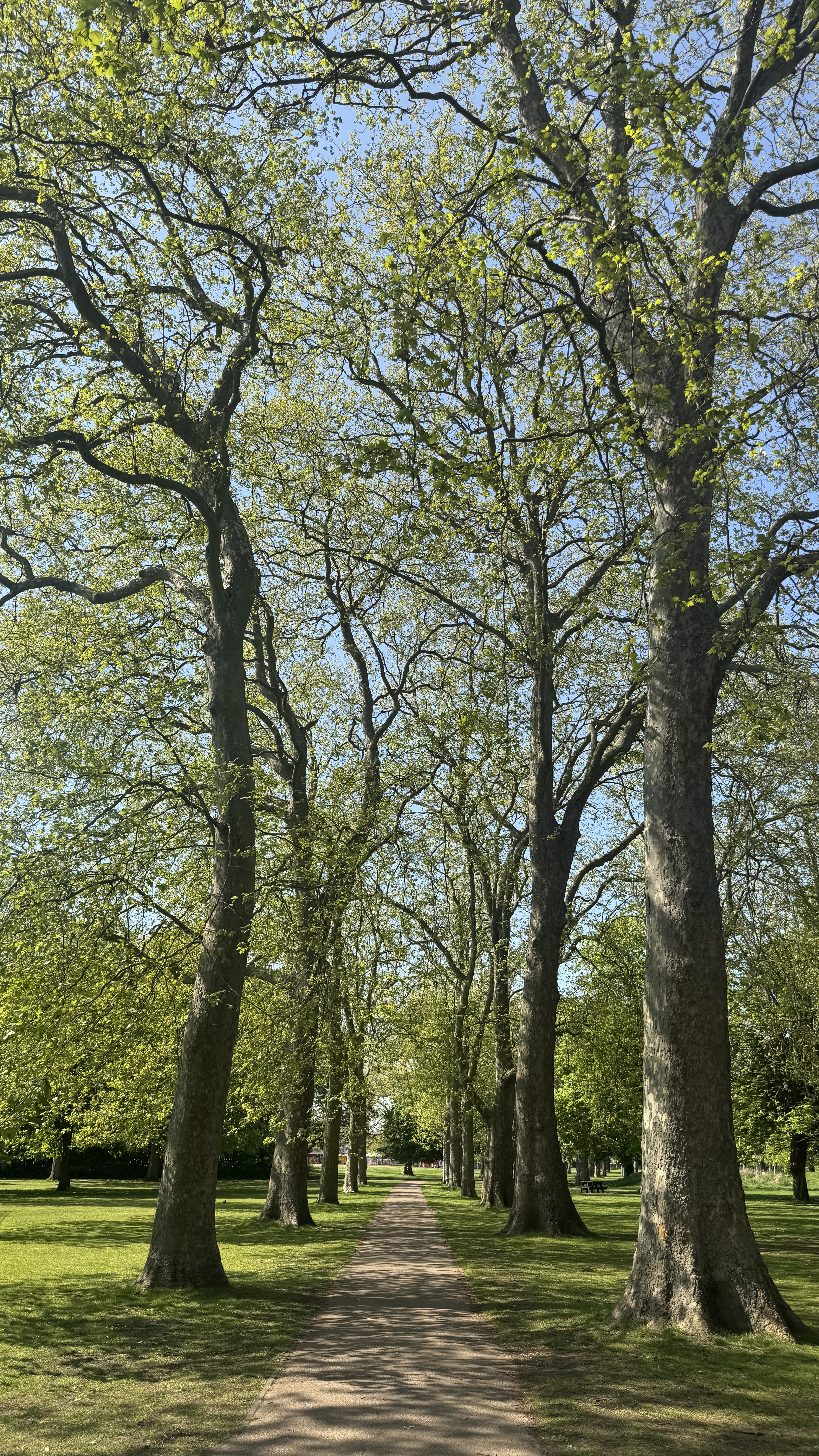 A tree-lined avenue path in West Ham Park